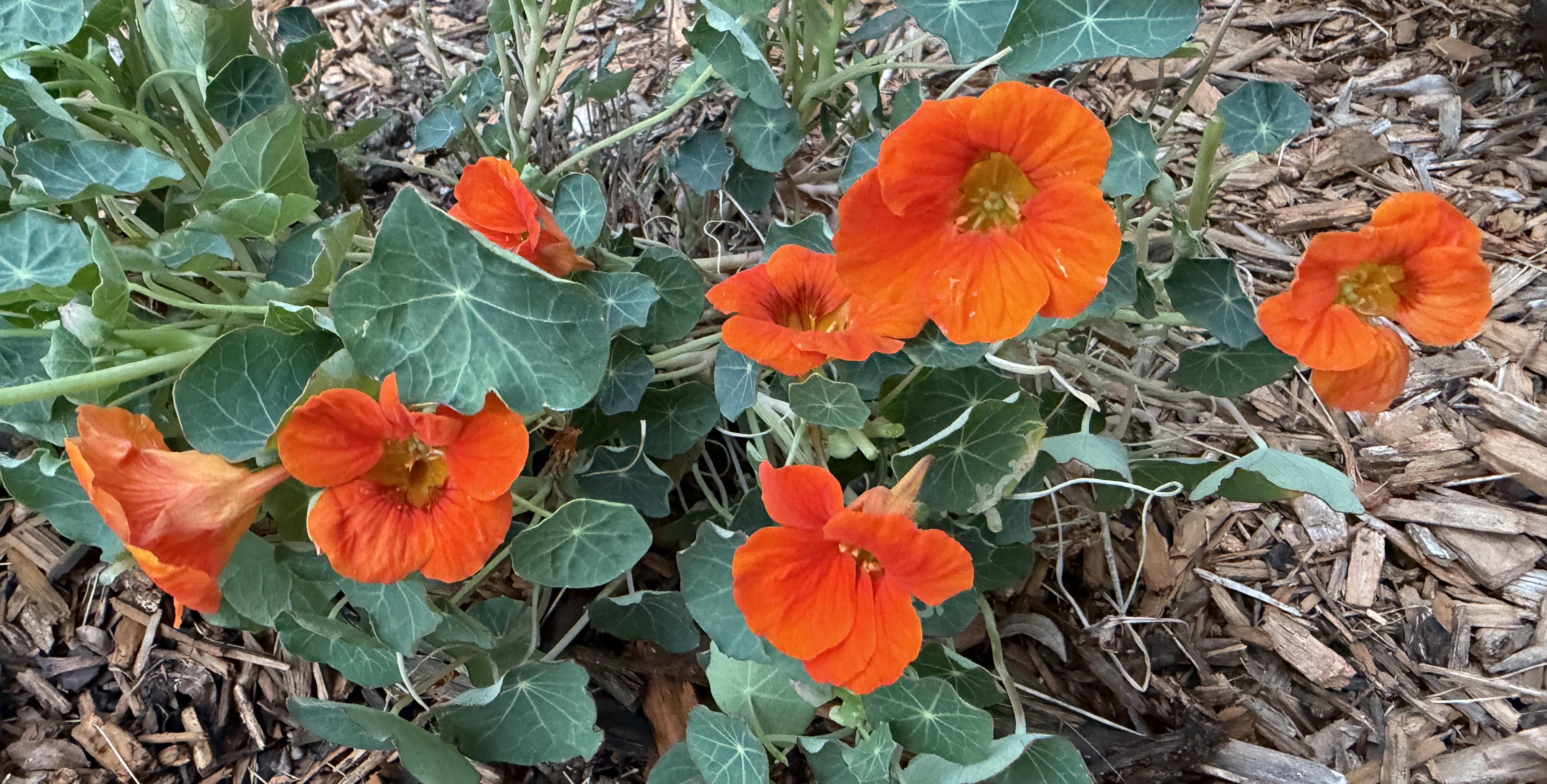Nasturtium